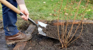 Jak se správně starat o rybíz na podzim, zalévání a krmení, prořezávání a příprava na zimu